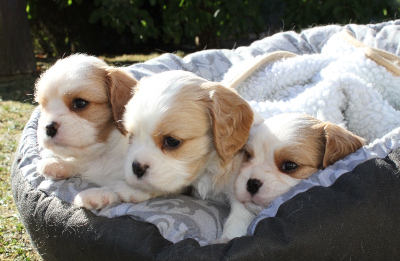 de l'Aubellerie - Cavalier King Charles Spaniel - Portée née le 18/08/2010